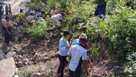 Penaman Bambu untuk atasi longsor